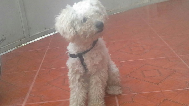 Tobbi