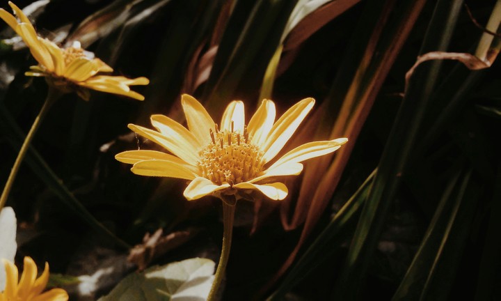 Yellow camomile