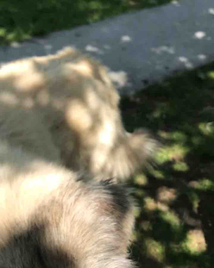 The cute dog - милая собачка