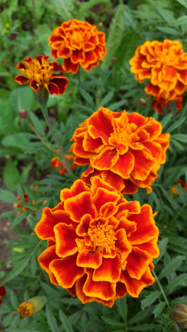 street flowers