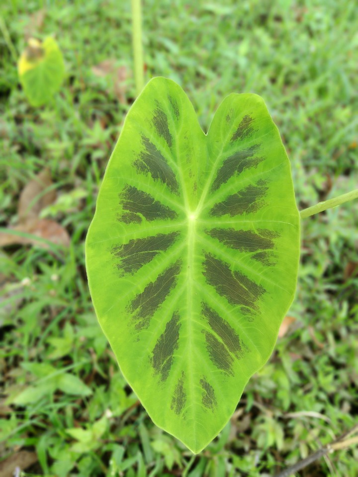 Leaf