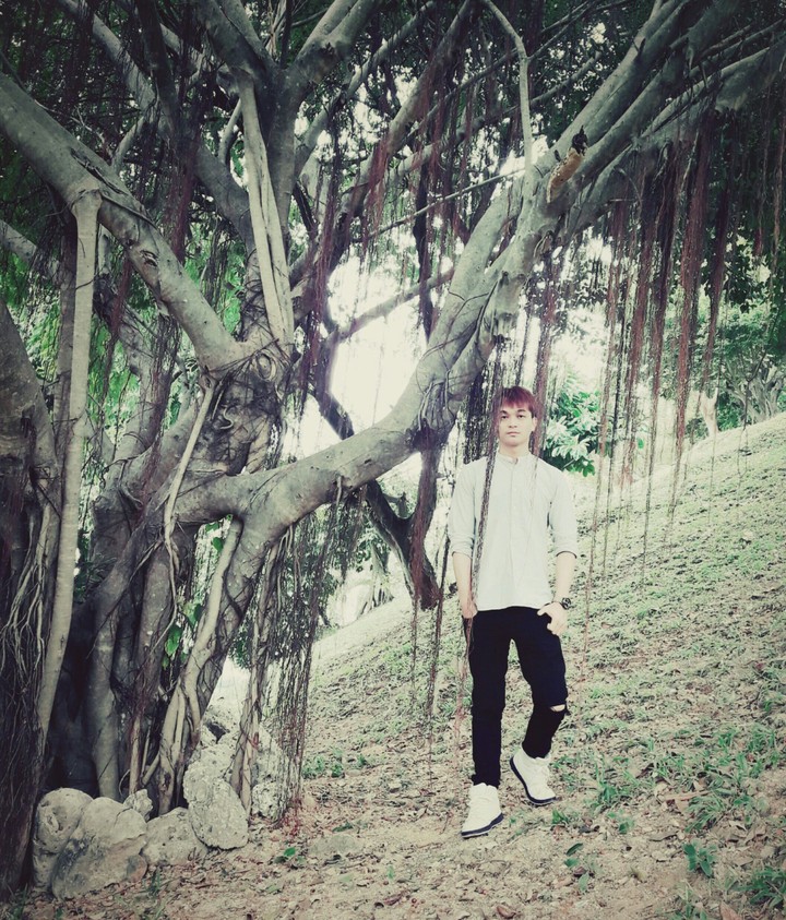 tree