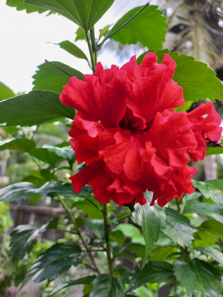 red