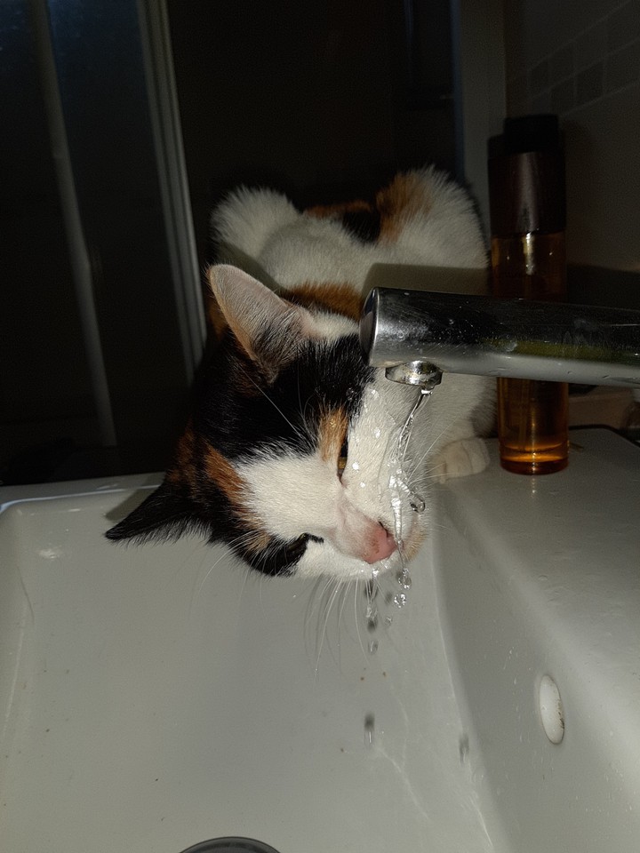 cat