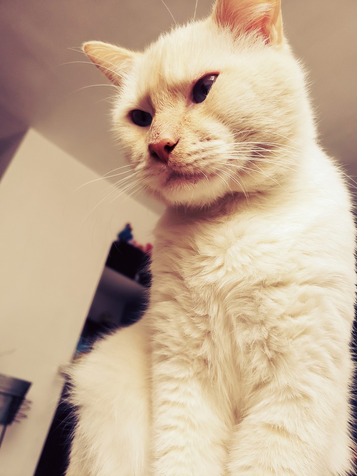 Micca the cat
