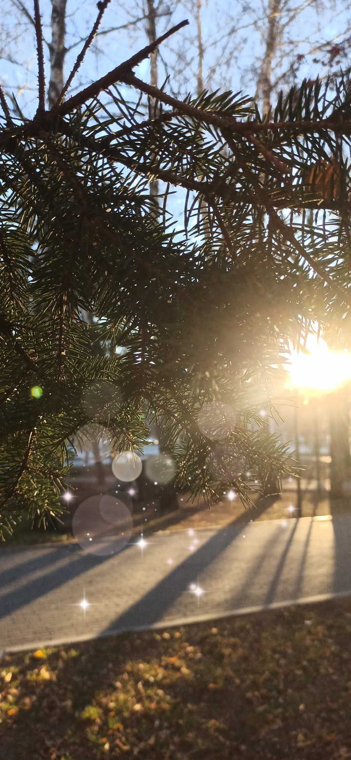 tree