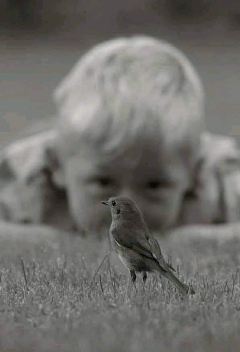 sfondi bird, finch