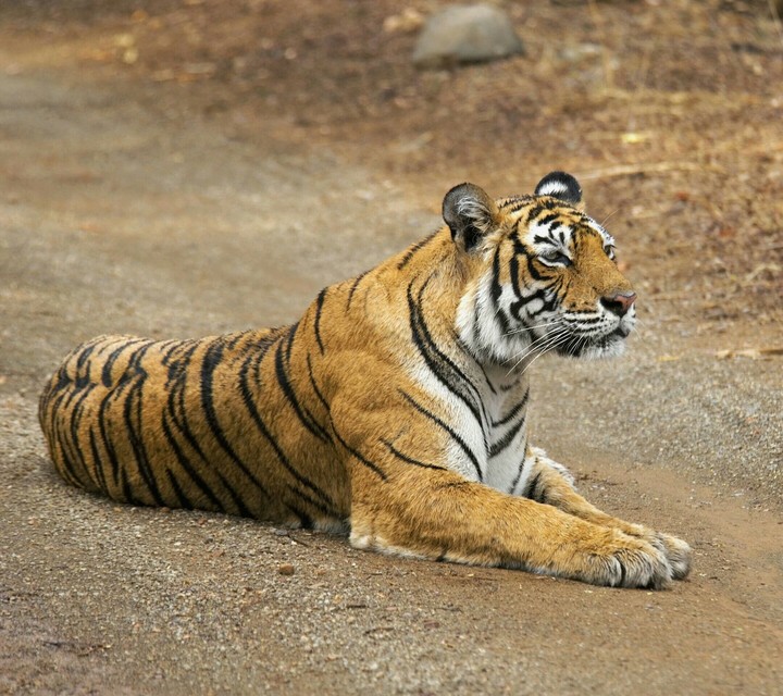 asian tiger