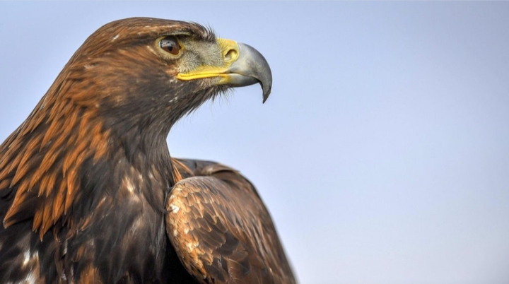 Aquila Reale