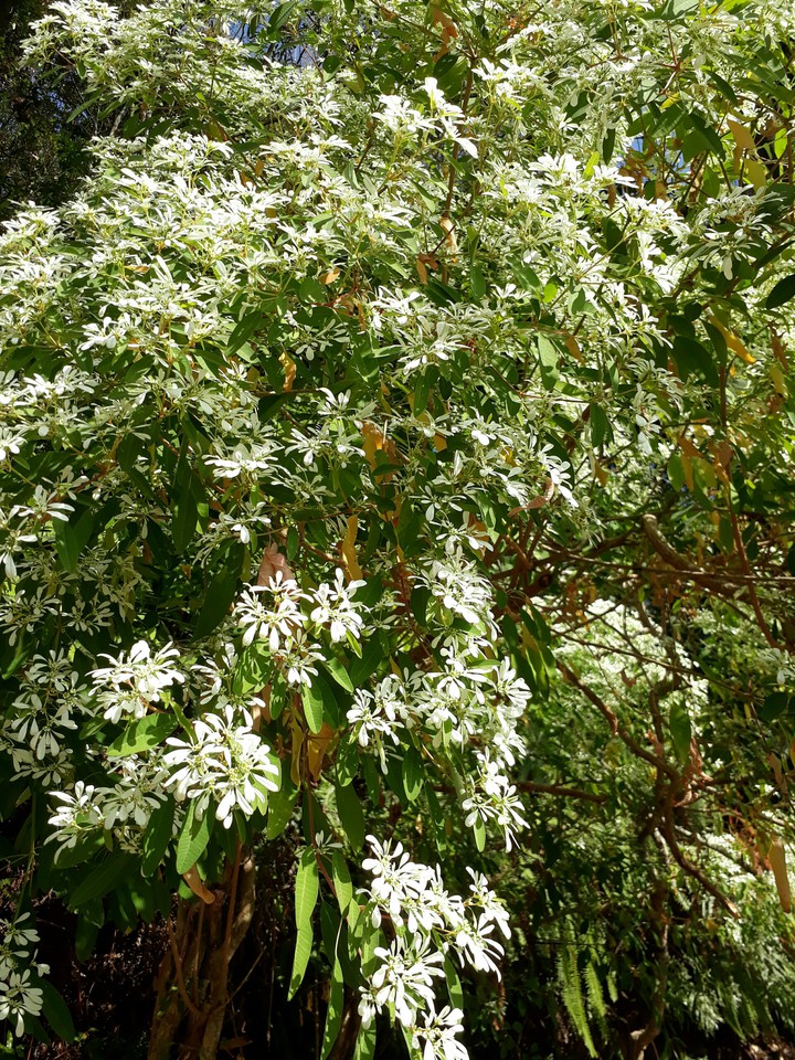 tree 陽光白雪