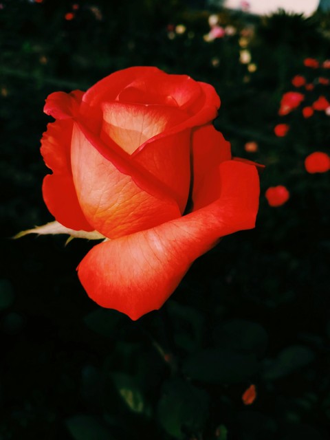 Red rose