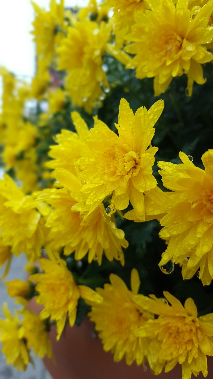 Flowers