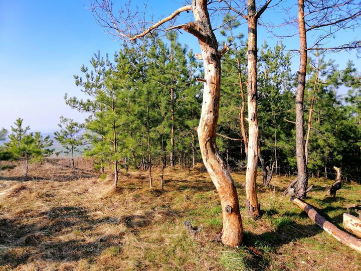 forest