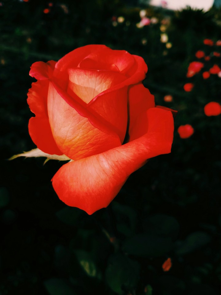 Red rose