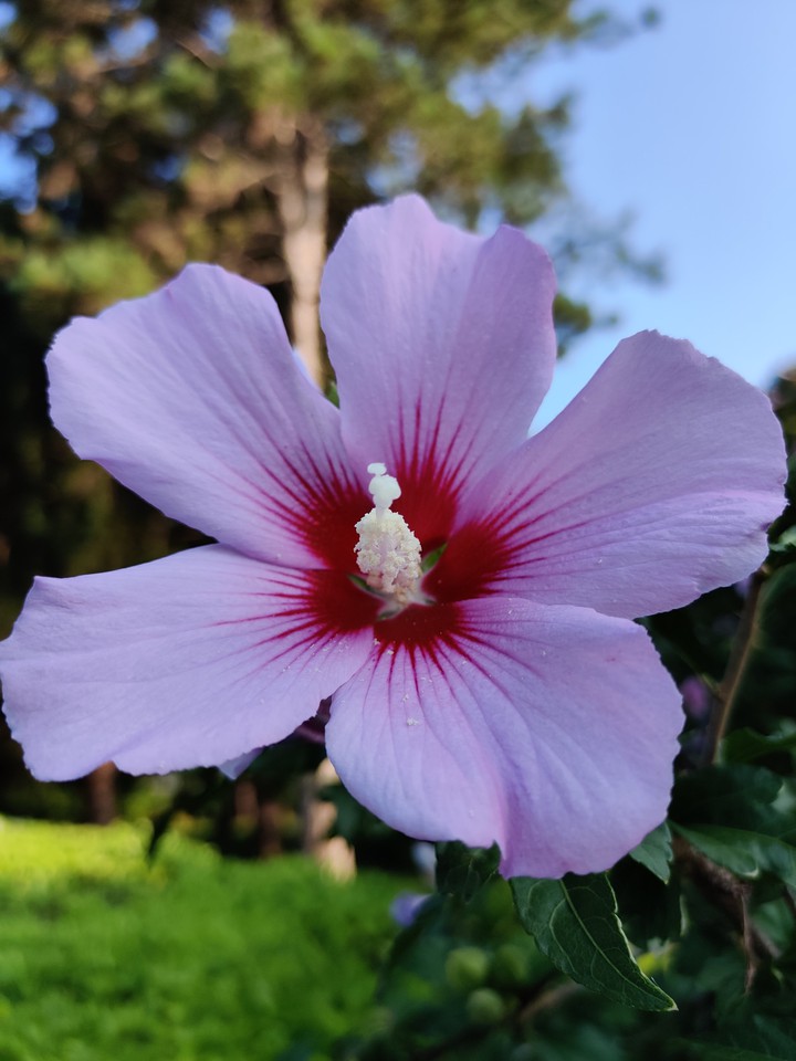 Pink flower