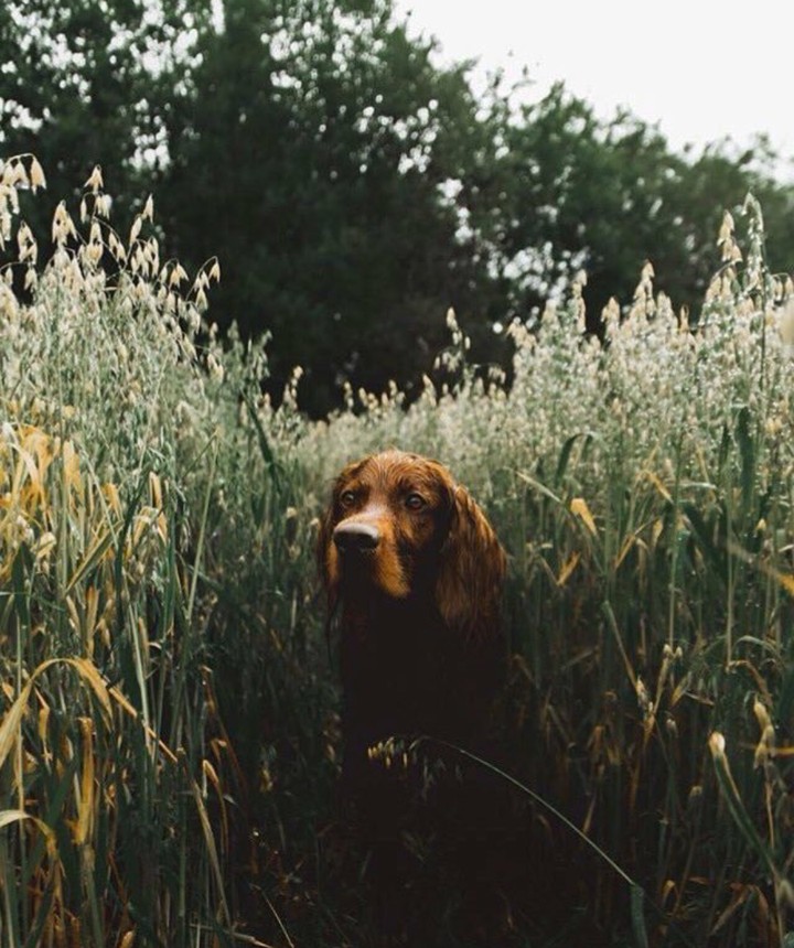 beautiful  dog