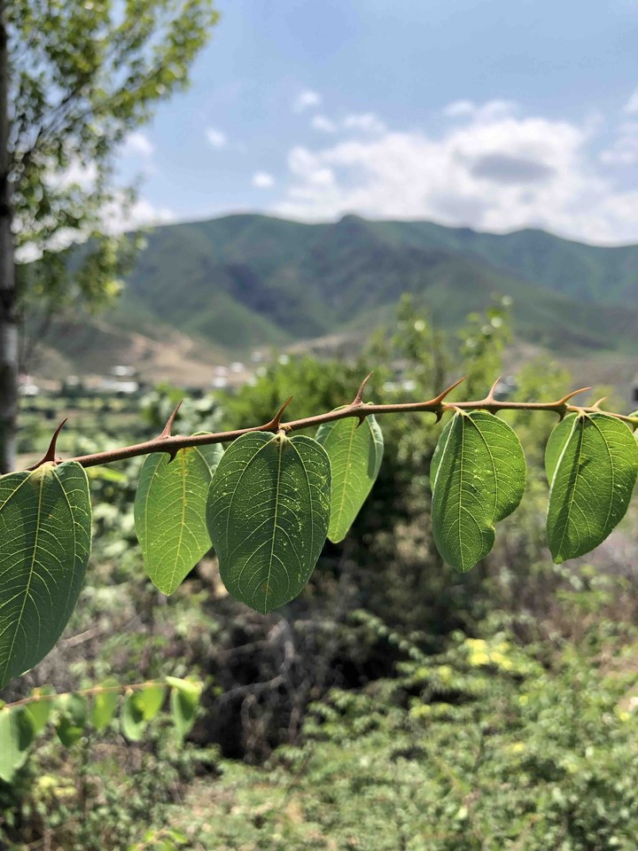 Leaf (Tovuz)??