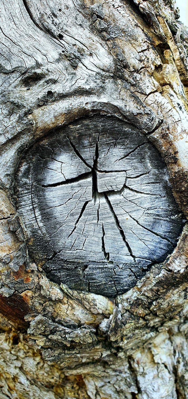 Wood