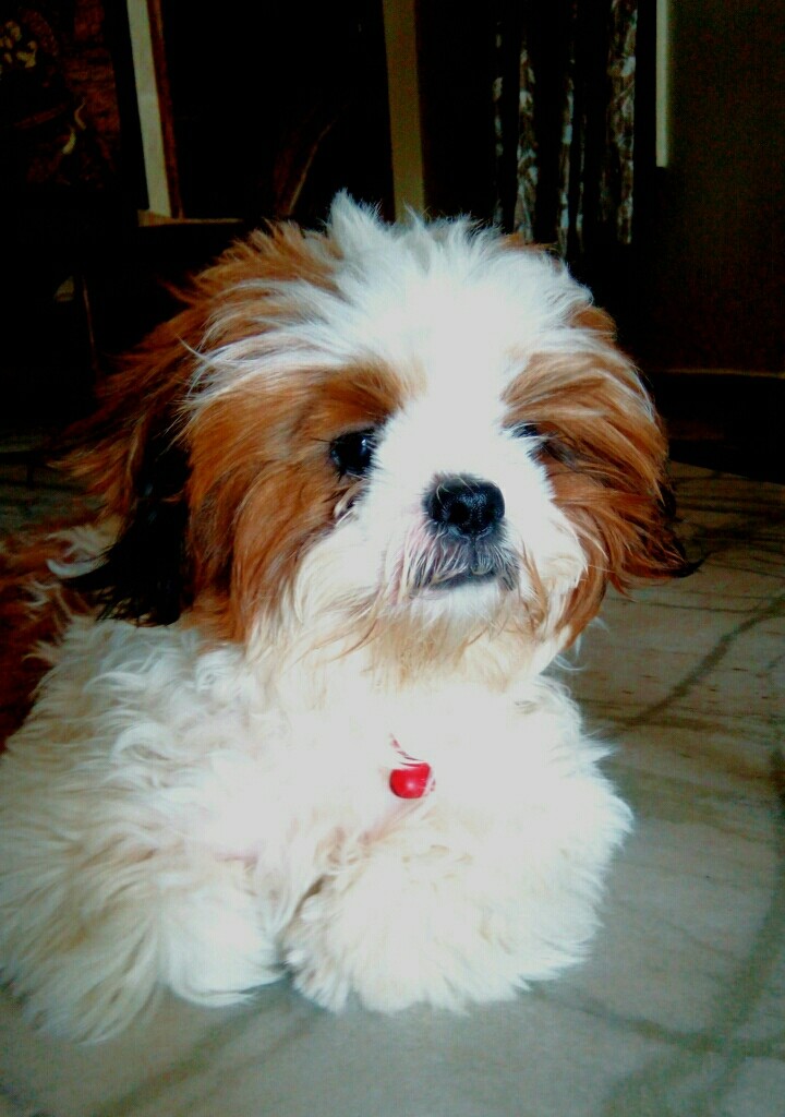 shih tzu#siddu