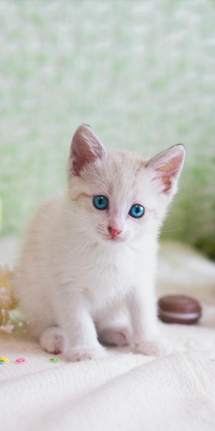 kitty