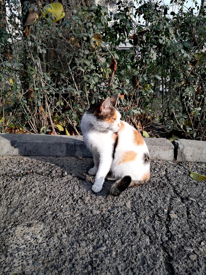 lovely cat