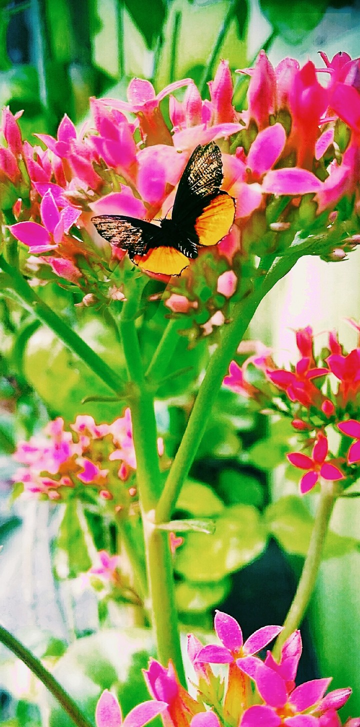 nature