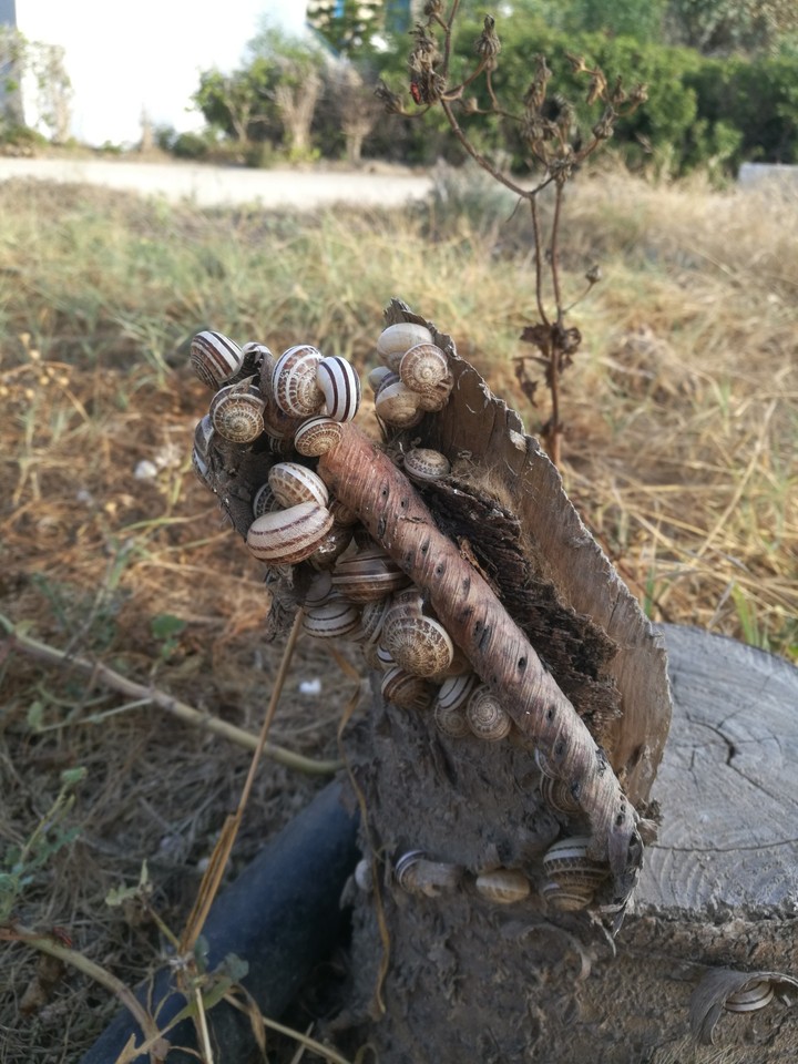 сейшен улиток