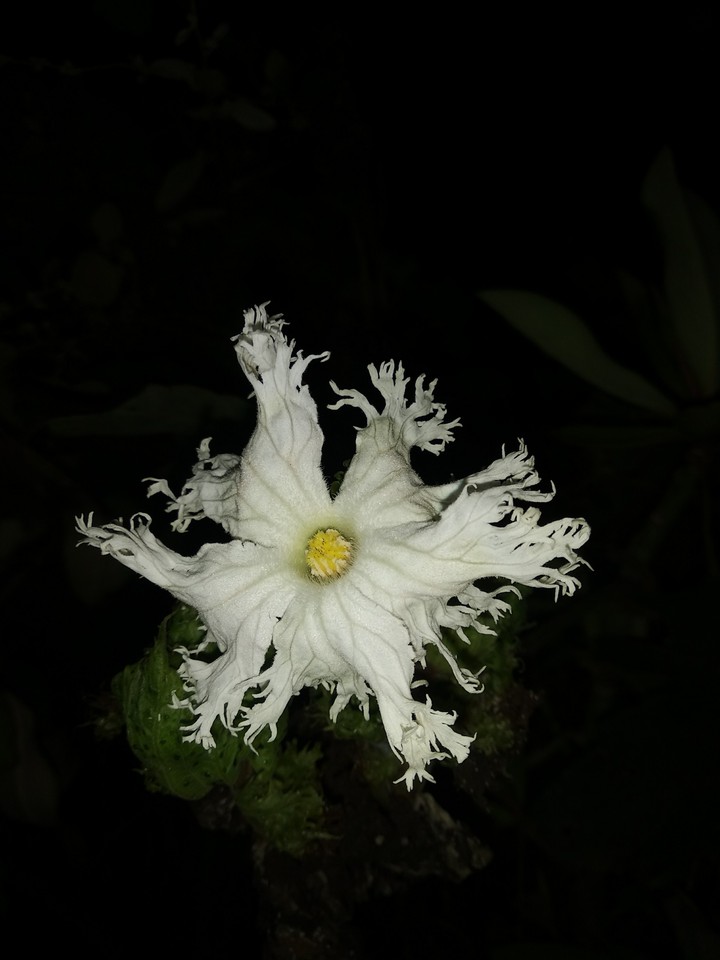 white flower