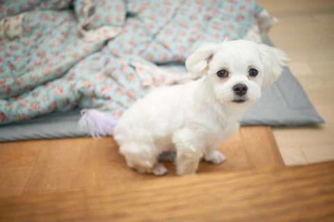 콩이.
