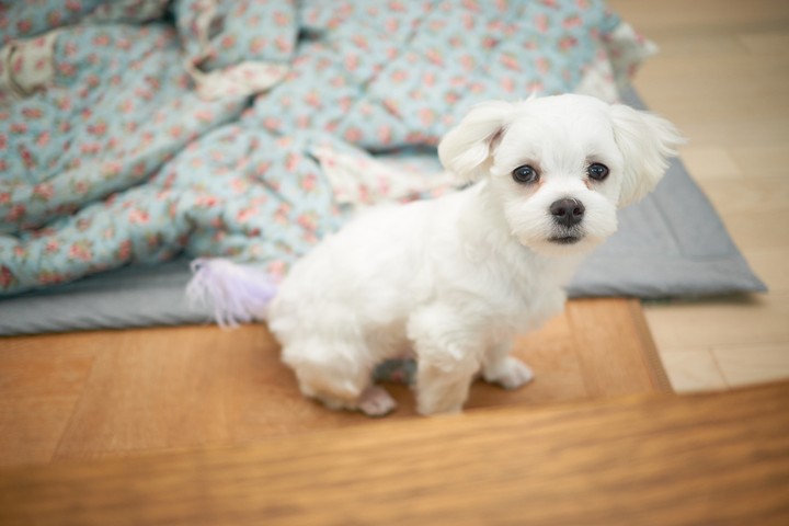 콩이.