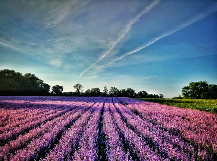 lavender hill