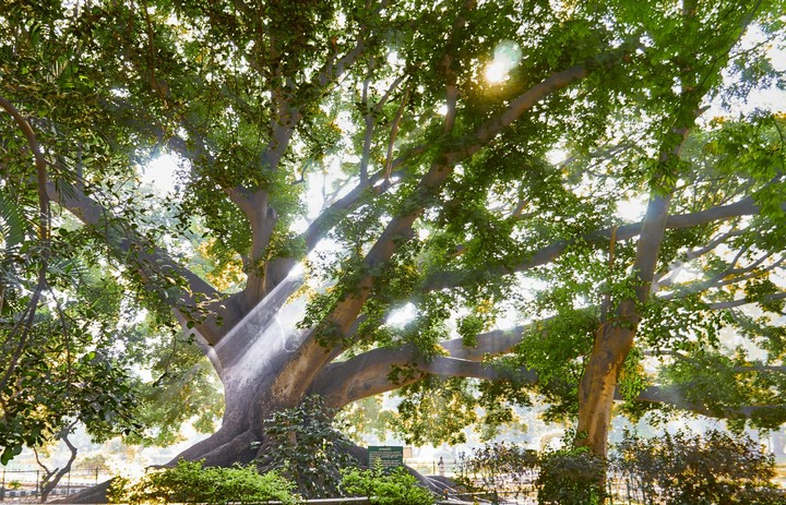 Bangalore Meditation