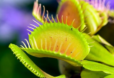 Venus-flytrap