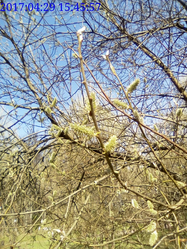 Spring