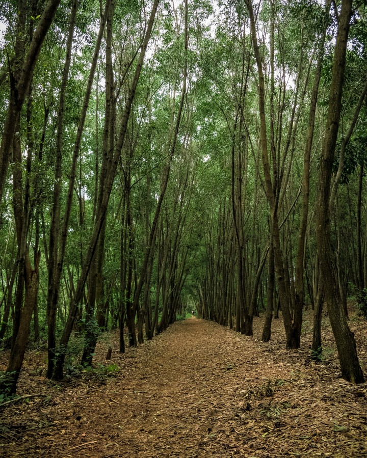 Turahalli Forest