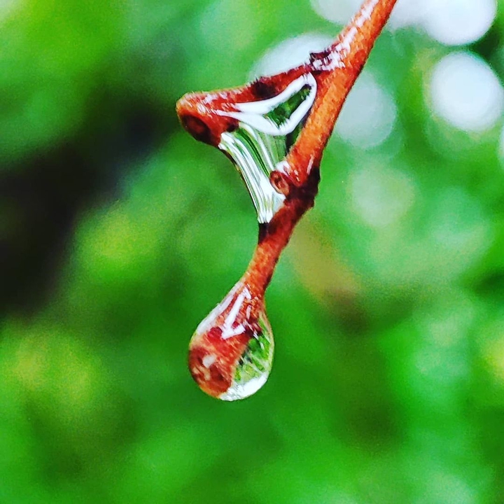 Rain Drop