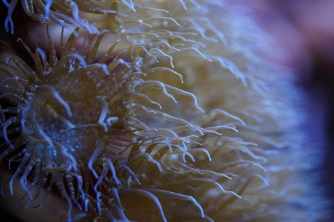 sfondi underwater, cnidaria