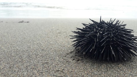 Sea hedgehog