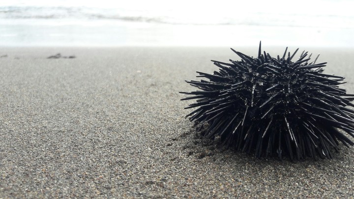 Sea hedgehog
