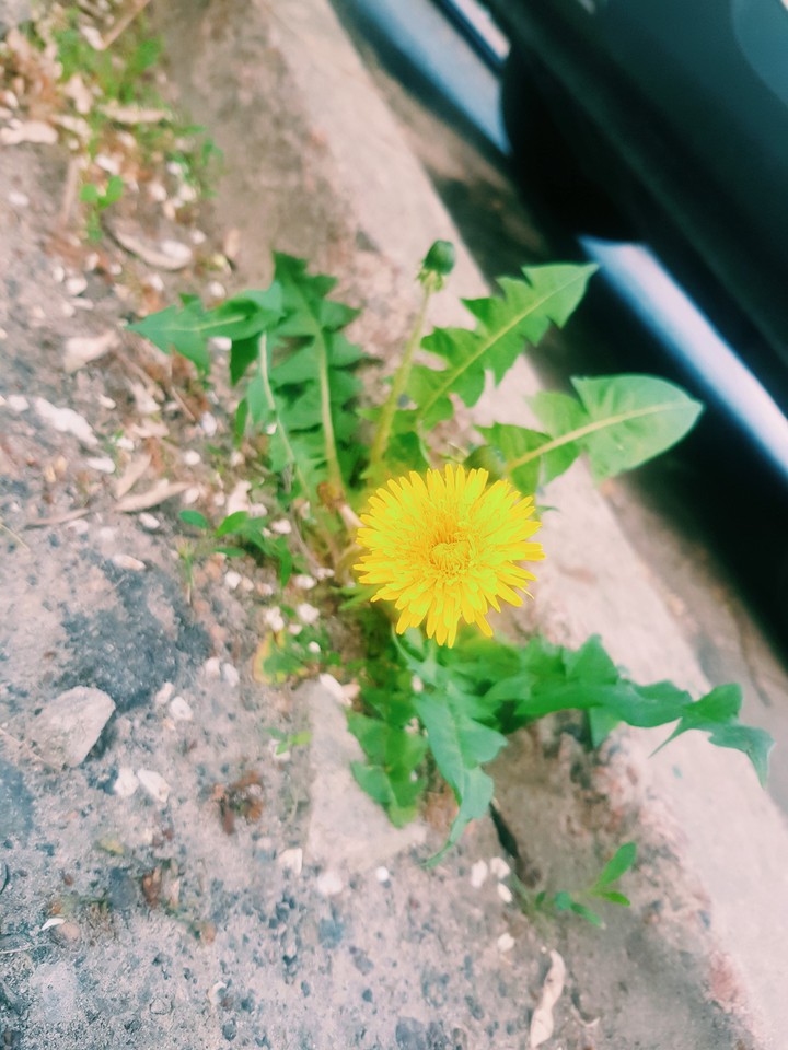 dandelion
