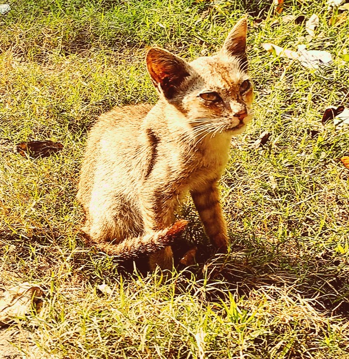 animal