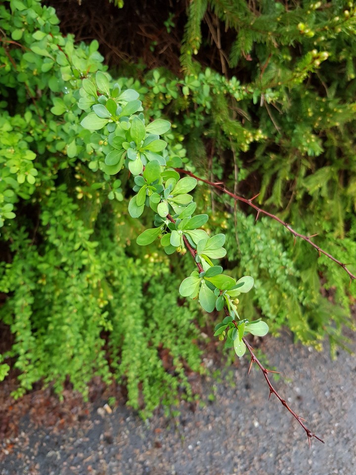 focused leaves