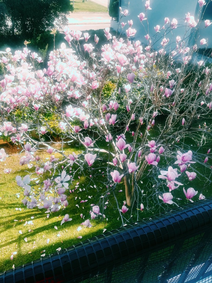 flower's