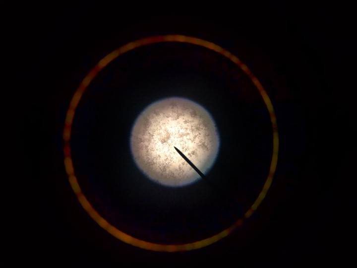 Microscopic Wonder 3
