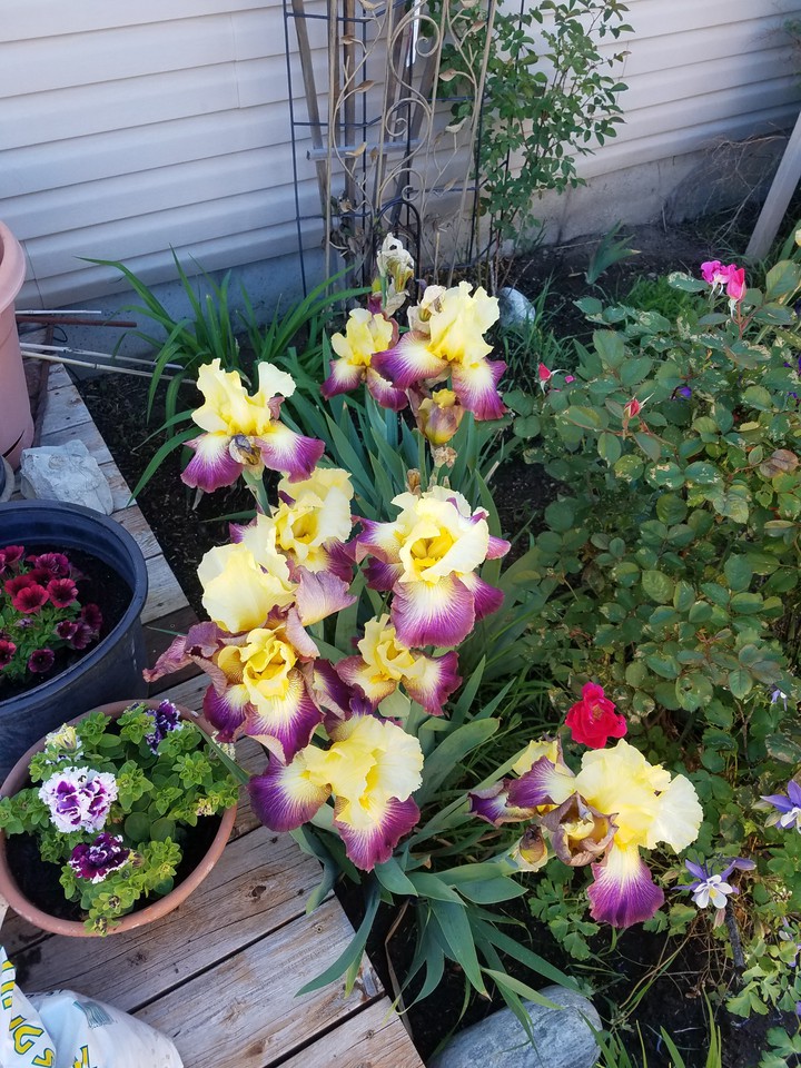 iris
