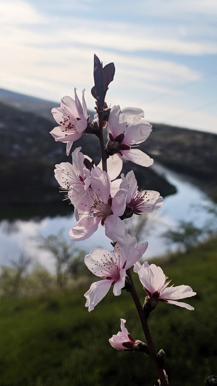 spring