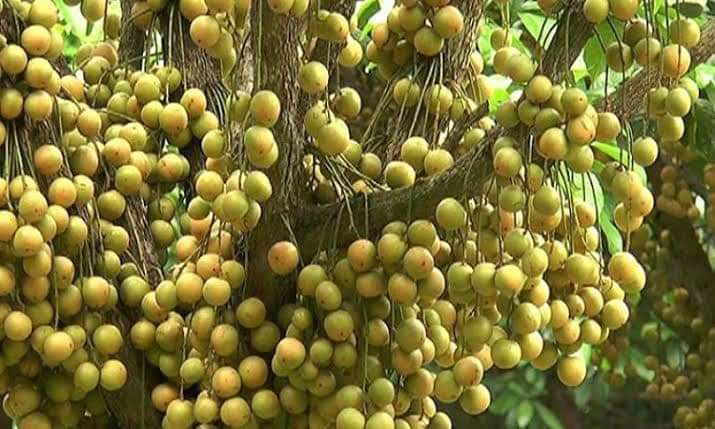 লটকং