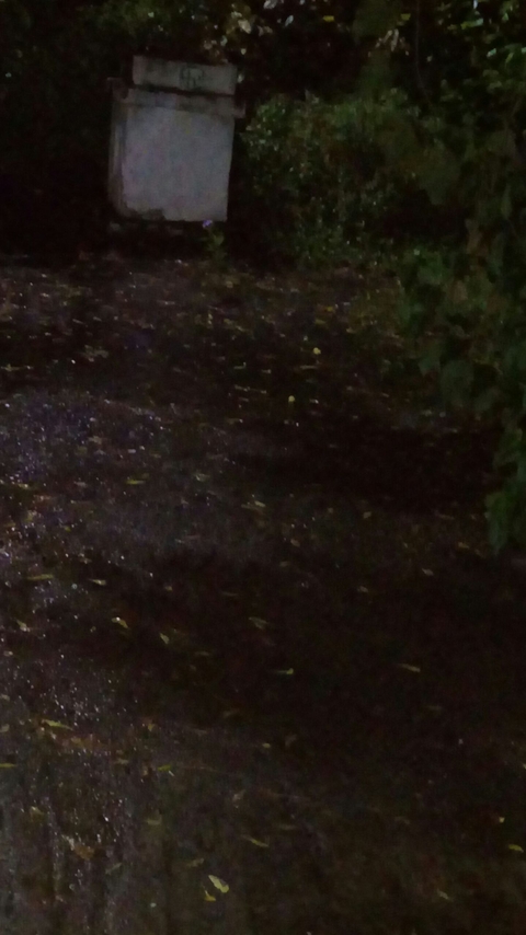 leaves fallen at night