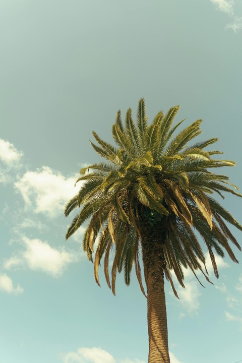 sky, cycad wallpapers