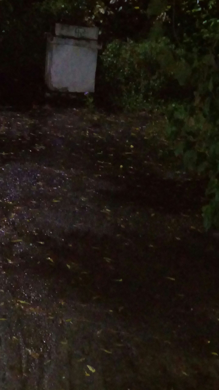 leaves fallen at night